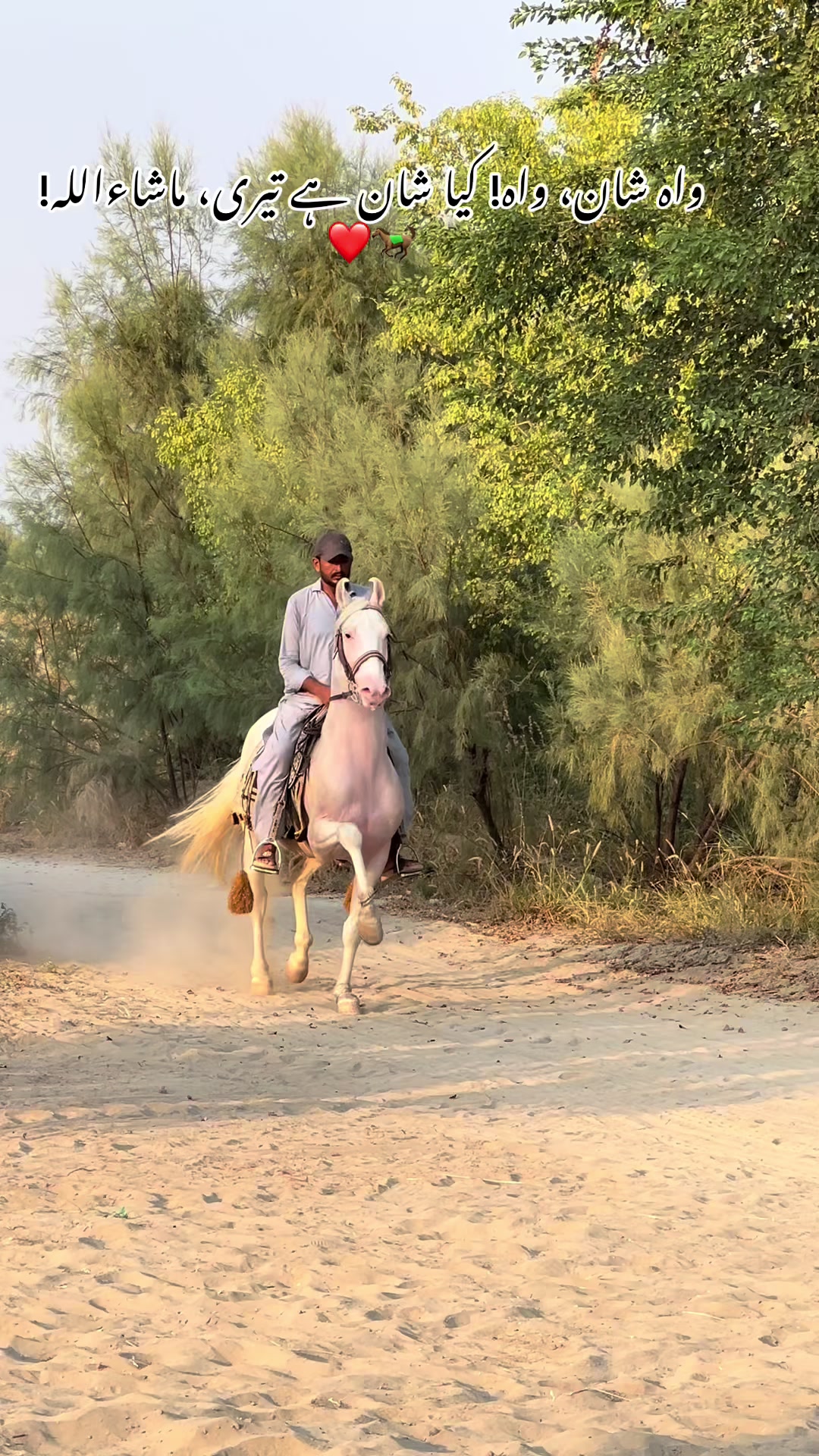 @SUNRISE STUD FARMS RAWALPINDI