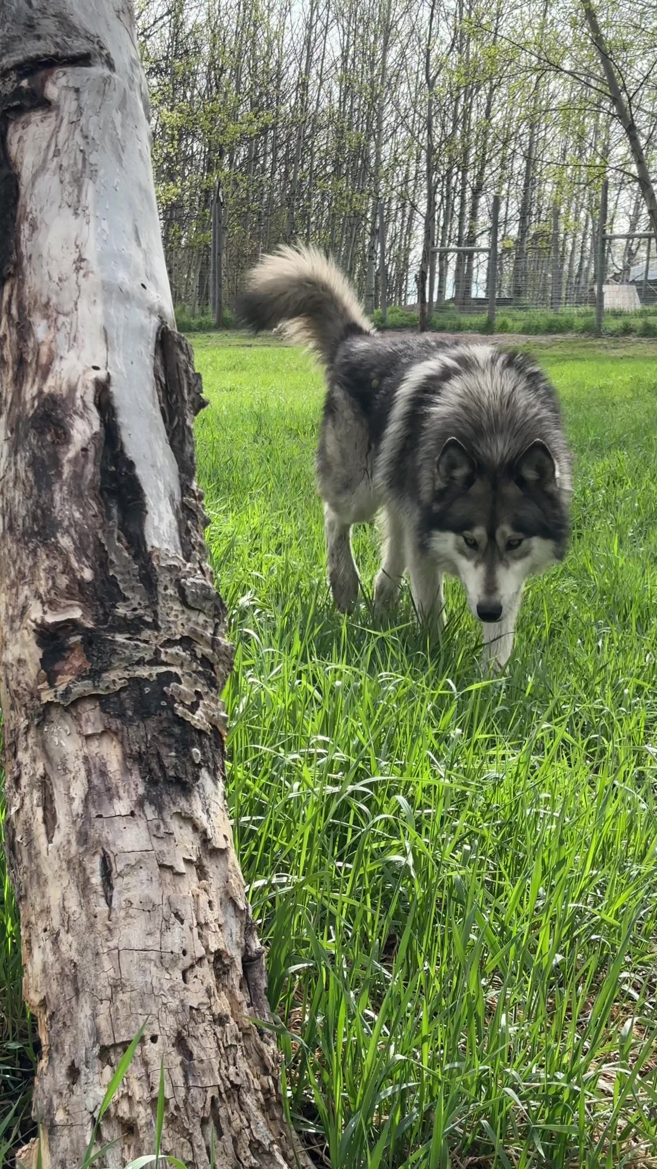 @Yamnuska Wolfdog Sanctuary