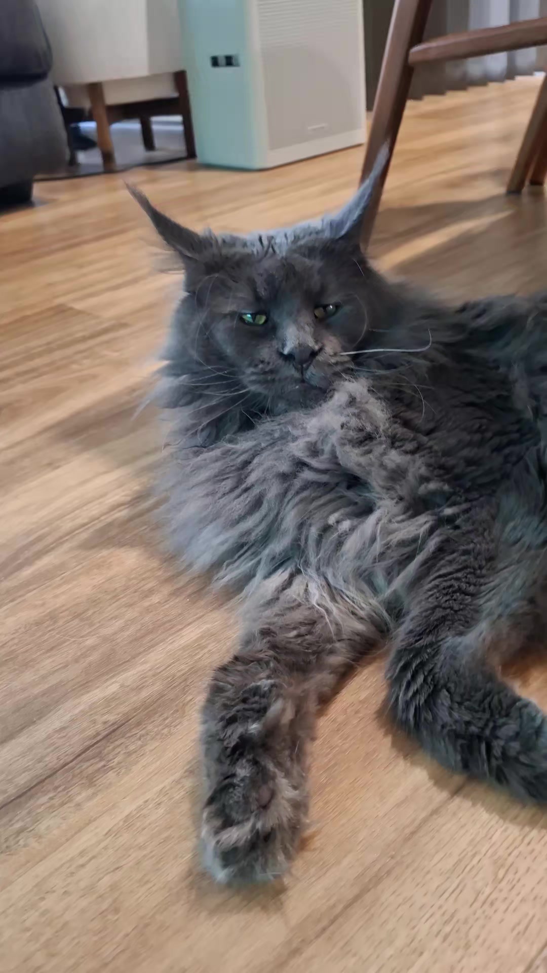 @Ragnar the Maine Coon 🐈