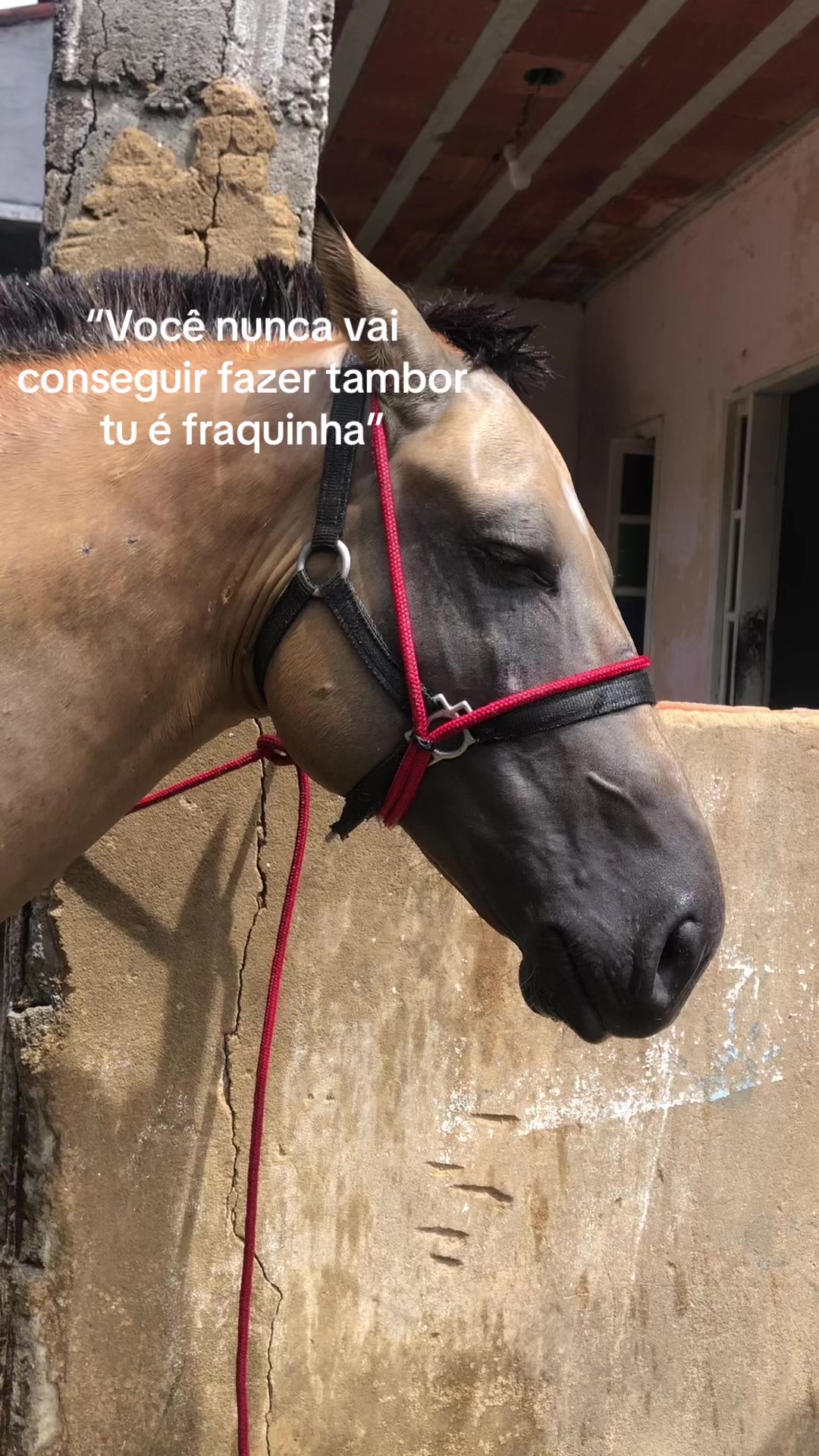 @Pᥱ́r᥆ᥣᥲ ᥱ ᥴᥲ&rho;&iota;tᥲ̃᥆