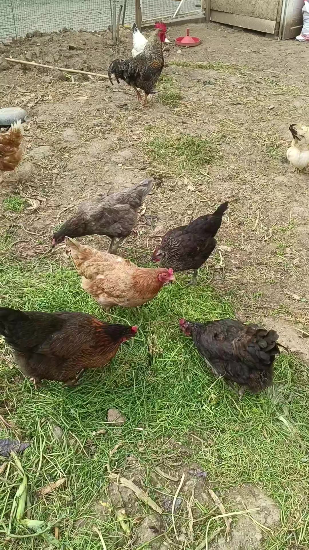 @Sarı