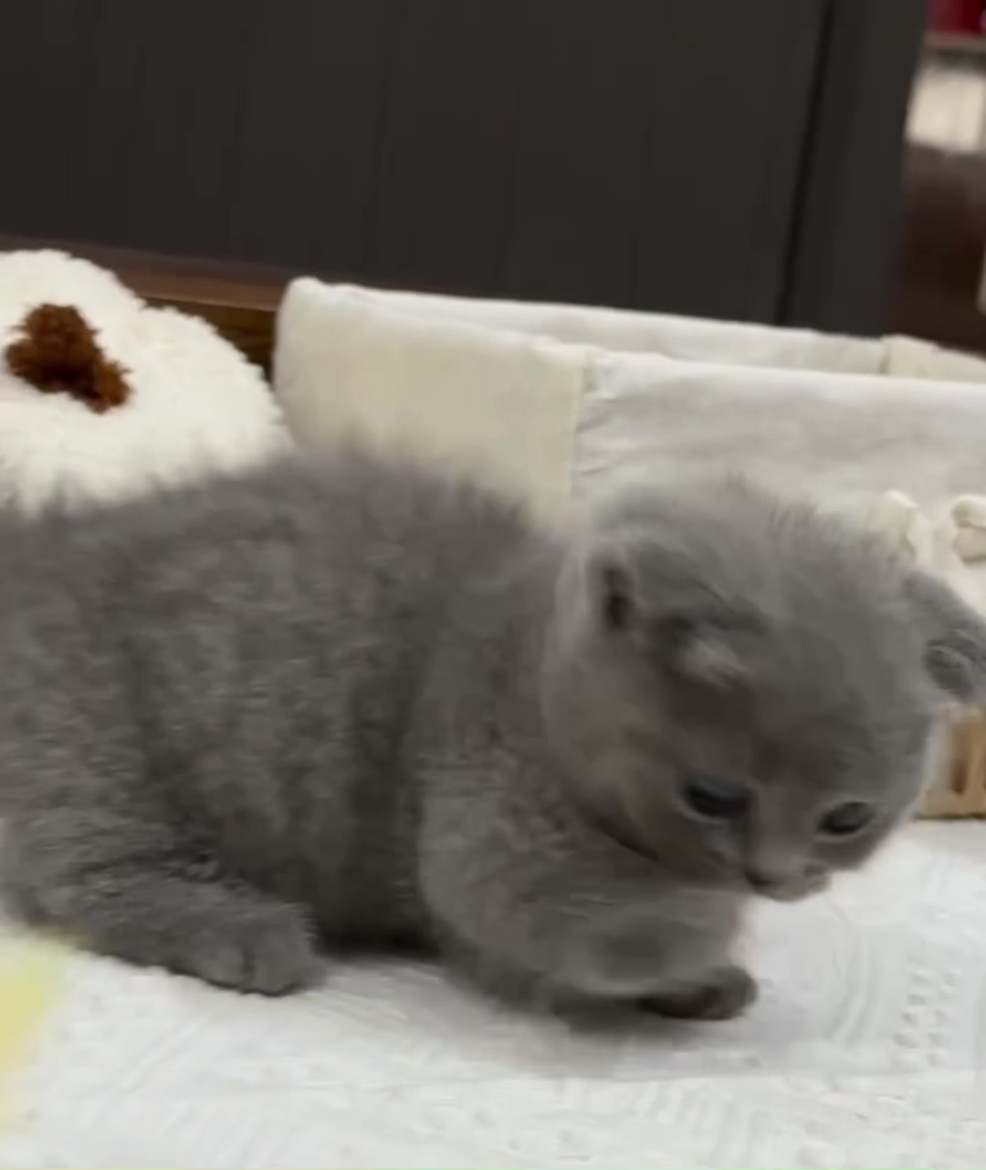 @fuyncats