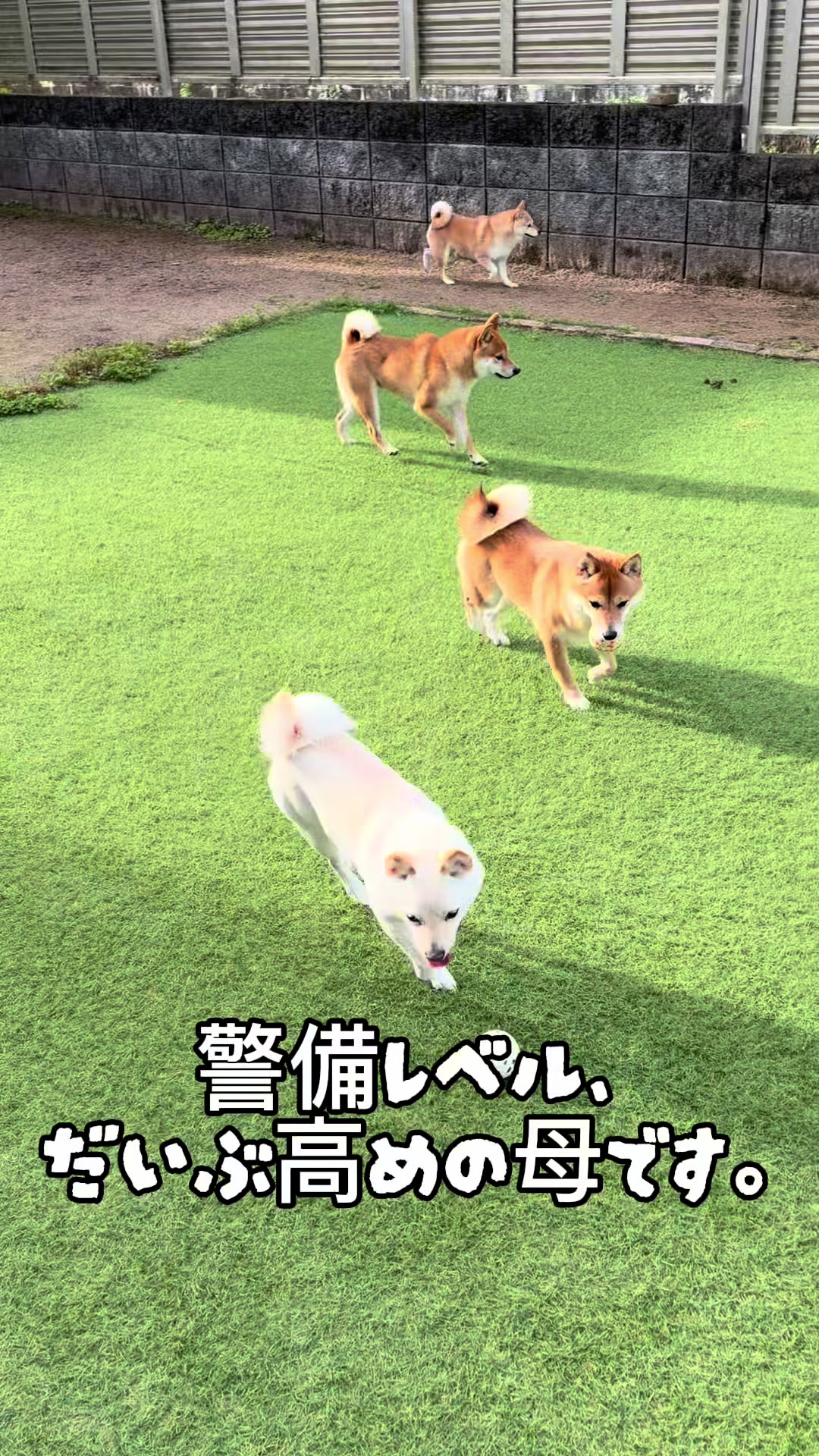 @こまめとしばーず🐾