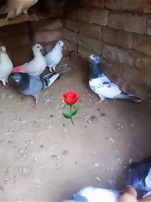@Alal