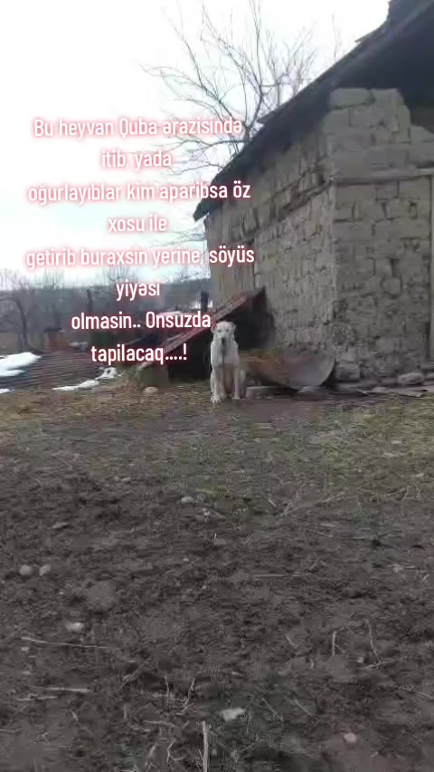 @volkadov_Azərbayjan