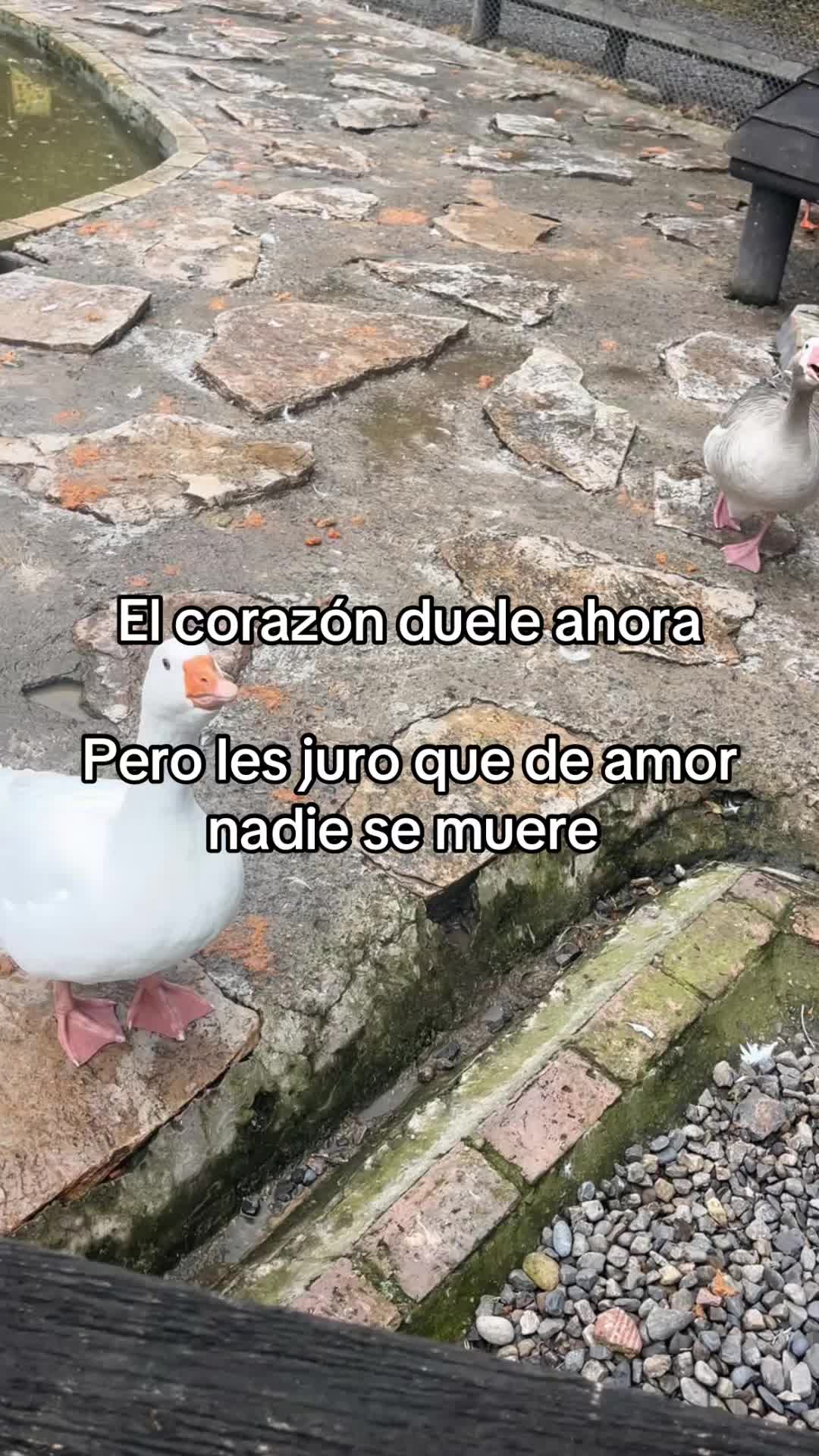 @Kiara Paola ♥️