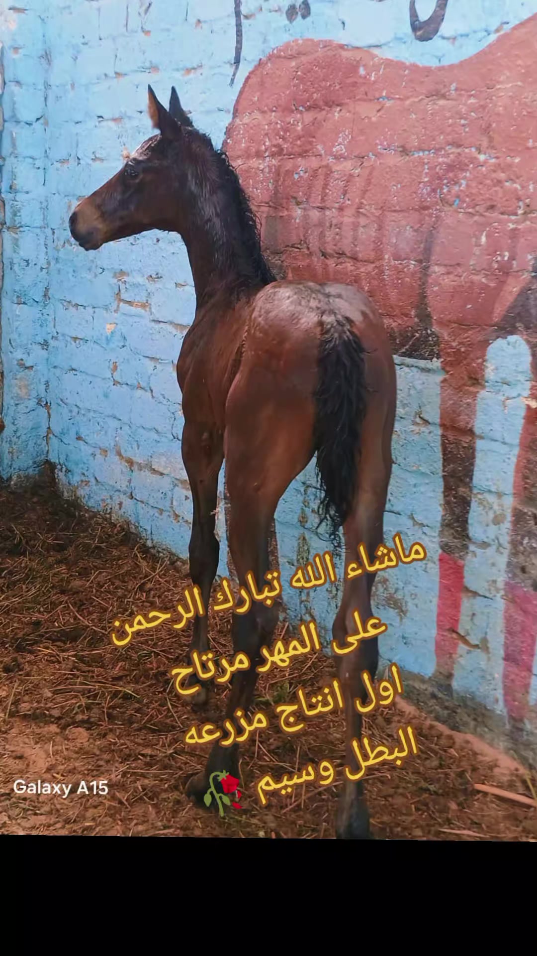 @چياب الاصايل