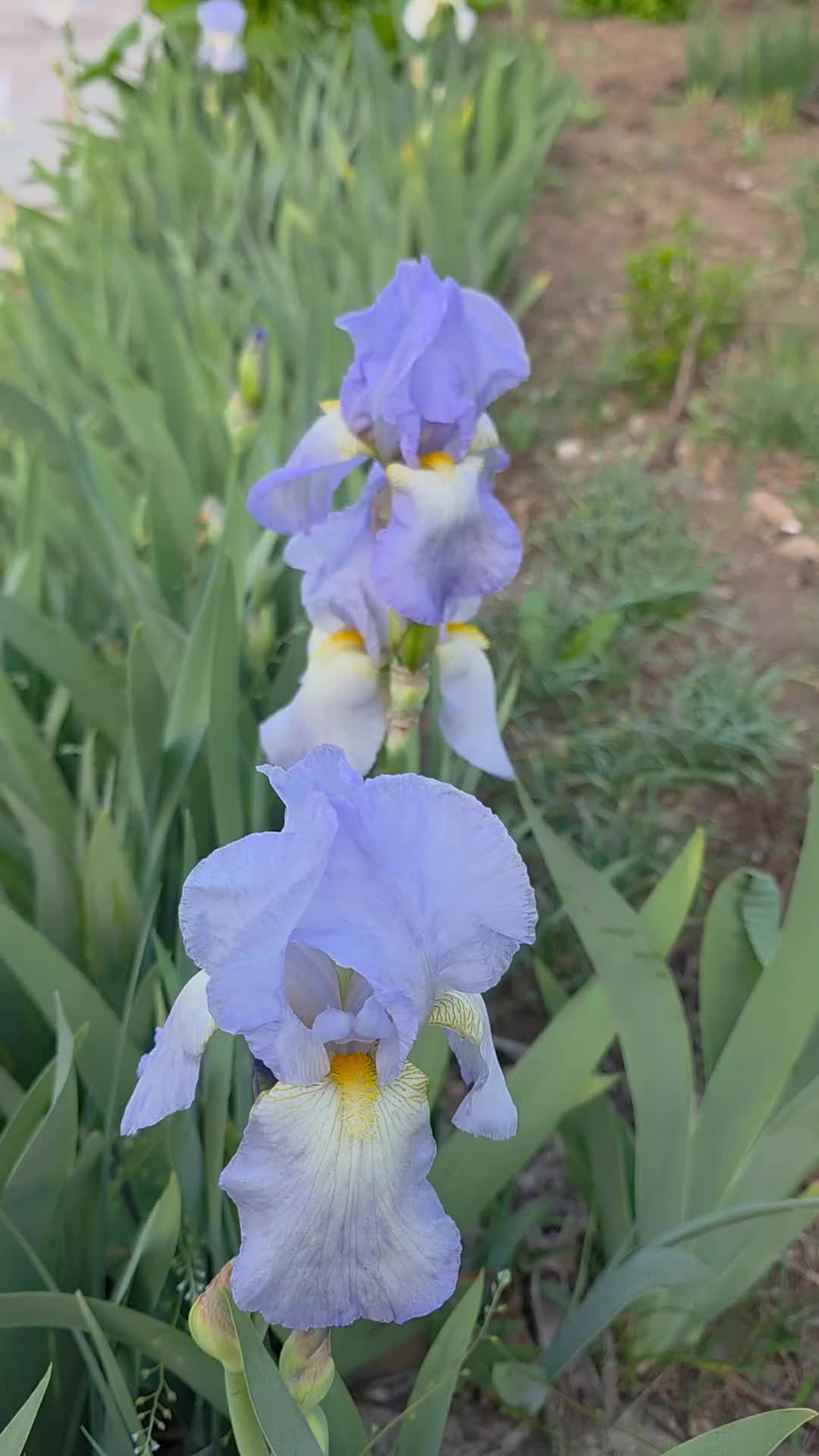 @유튜브 "정선사람들" 안용현