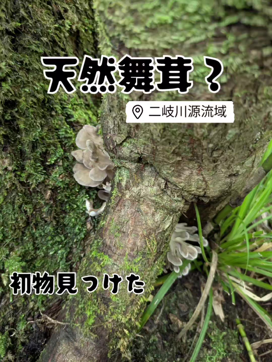 @若旦那