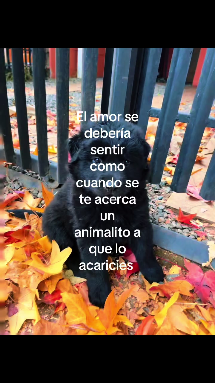 @𝐂.