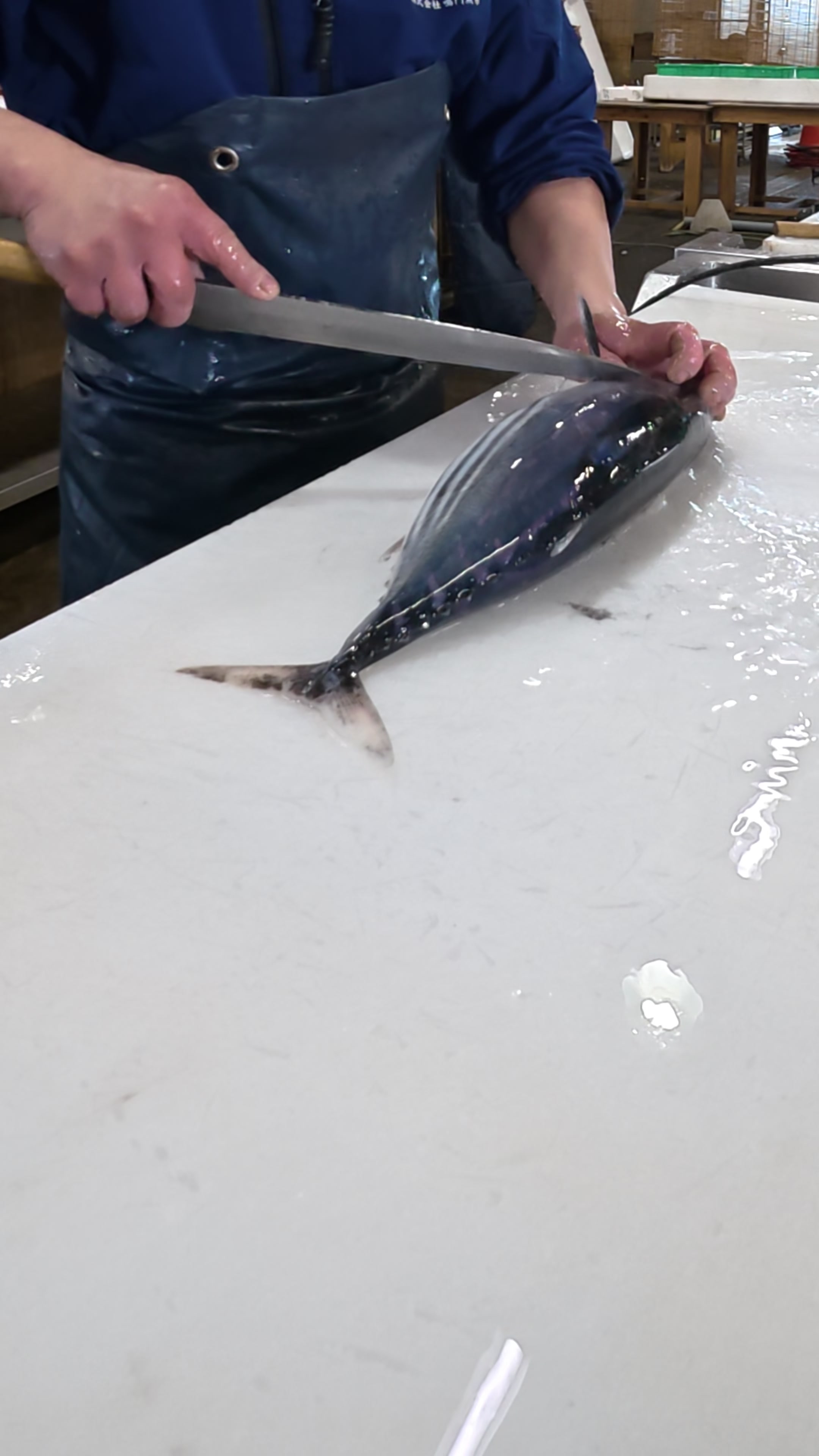 @鳴門魚市のサブ垢