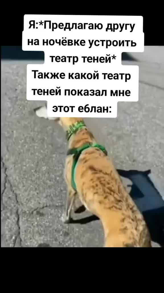 @titopik