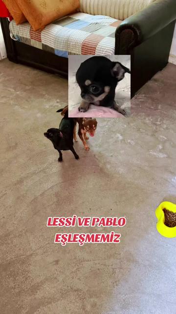 @🐕ŞHİVA MİNİK PATİLER🐕