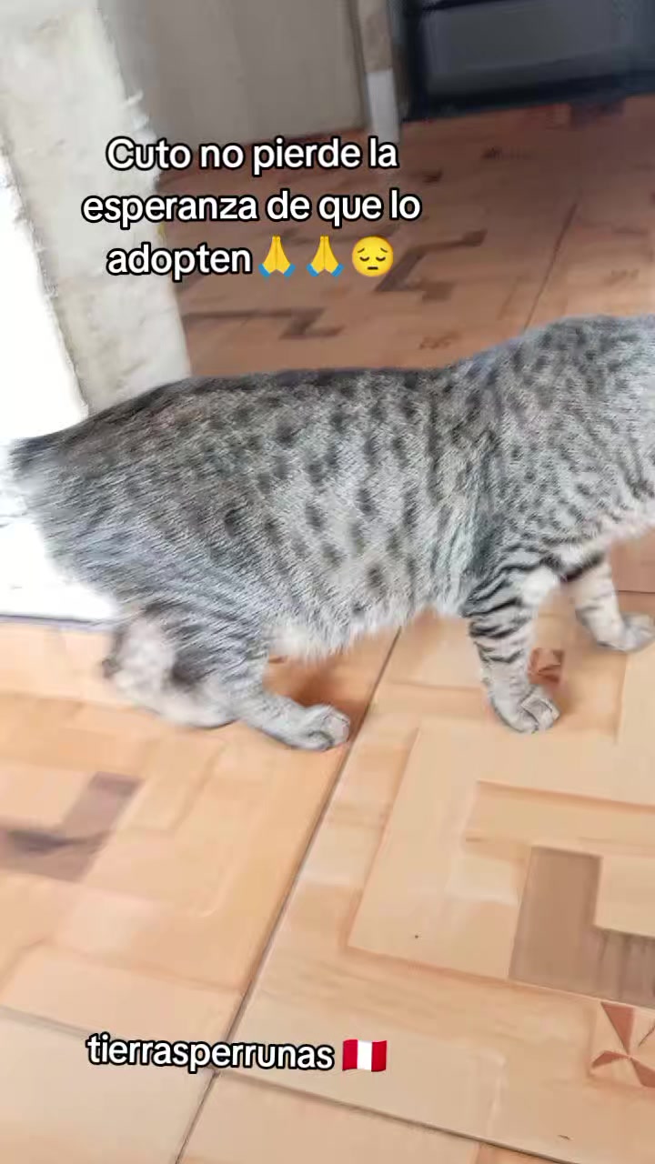 @Asociación T.Perrunas🐕🐈🇵🇪