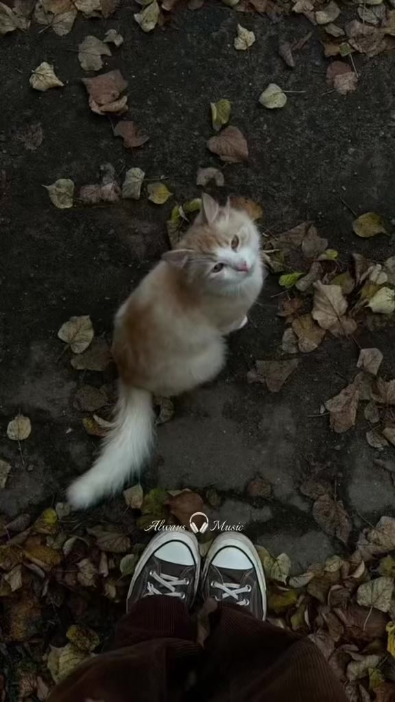 @𝘼𝙡𝙬𝙖𝙮𝙨 🎧 𝙈𝙪𝙨𝙞𝙘