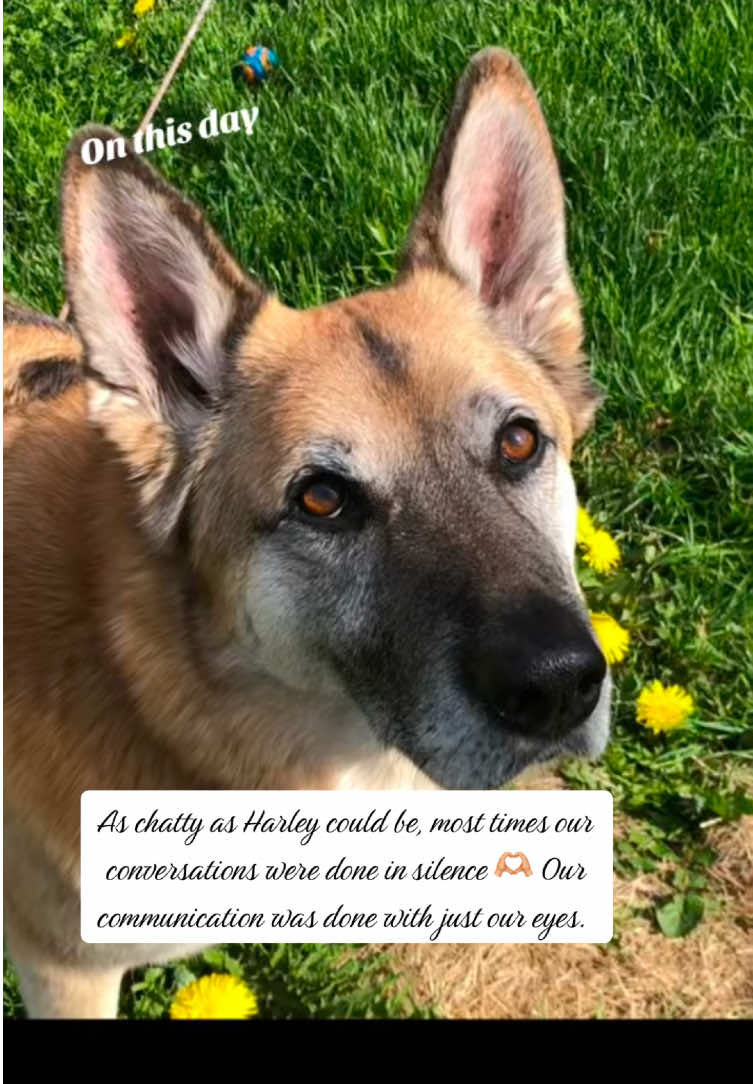 @🇨🇦 K9 Harley & Jody 🇨🇦