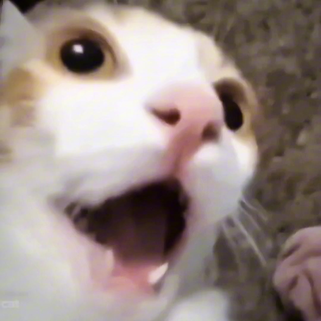 @𝗖𝗔𝗧𝗦