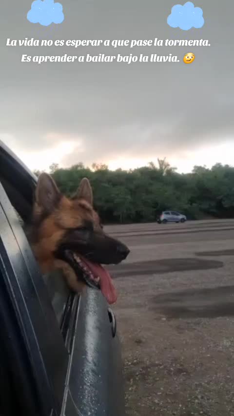 @Cachorretezeus
