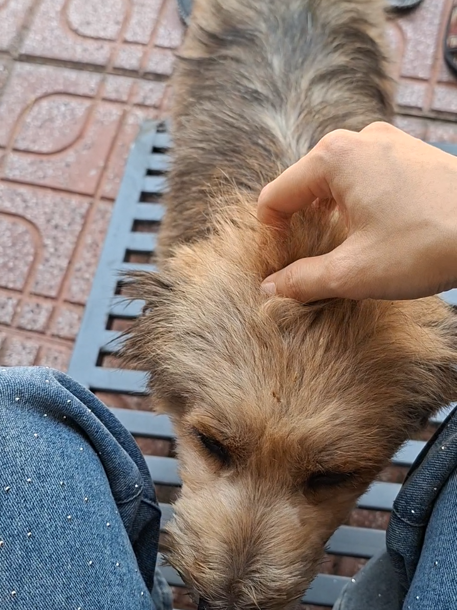 @Yêu chó mèo thích nuôi cá