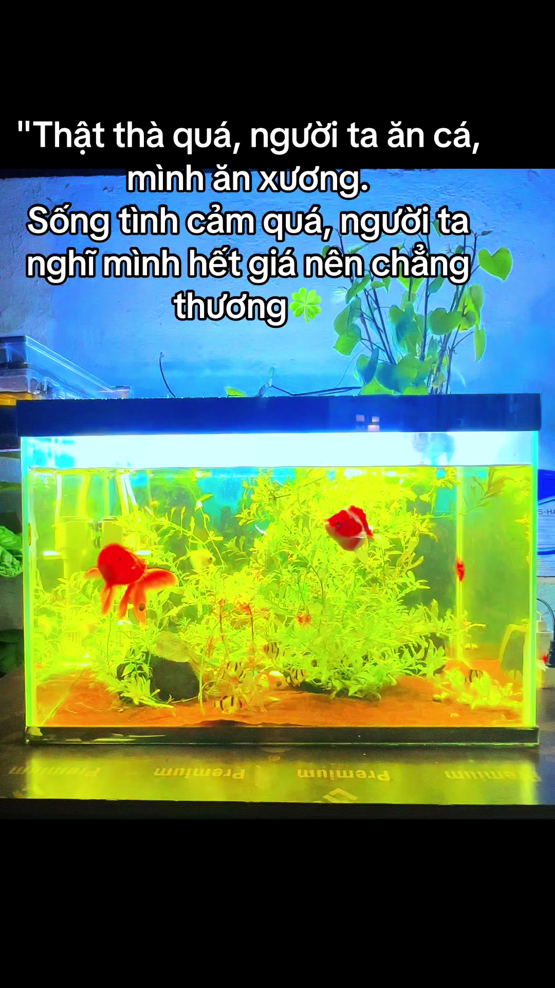 @𝓕𝓫: 𝓓ươ𝓷𝓰 𝓠𝓾ố𝓬 𝓗â𝓷🍀