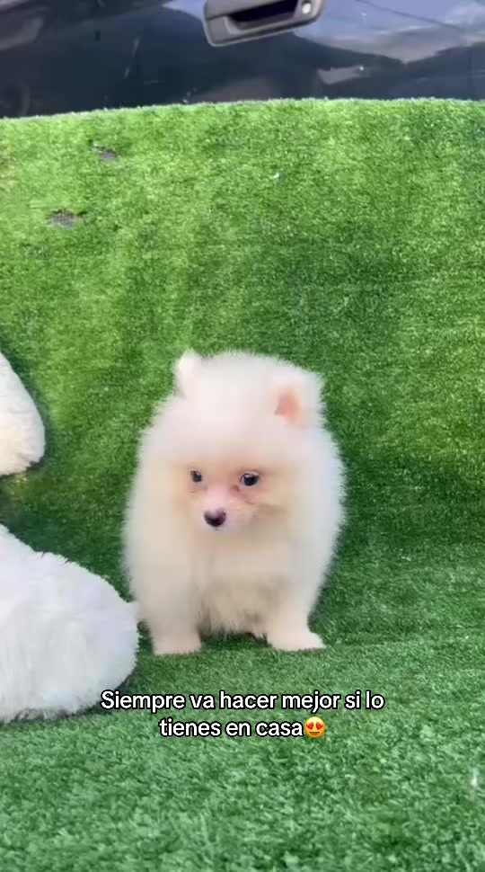 @Dogsr_rd1