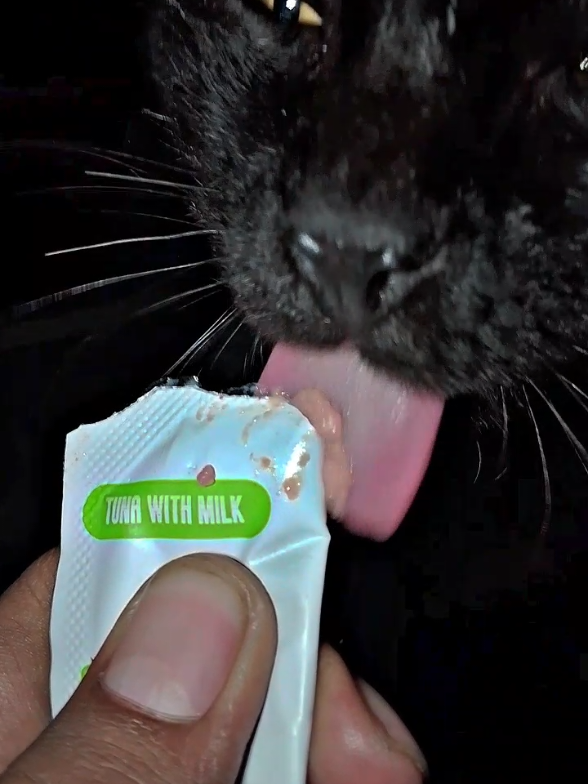 @Catman