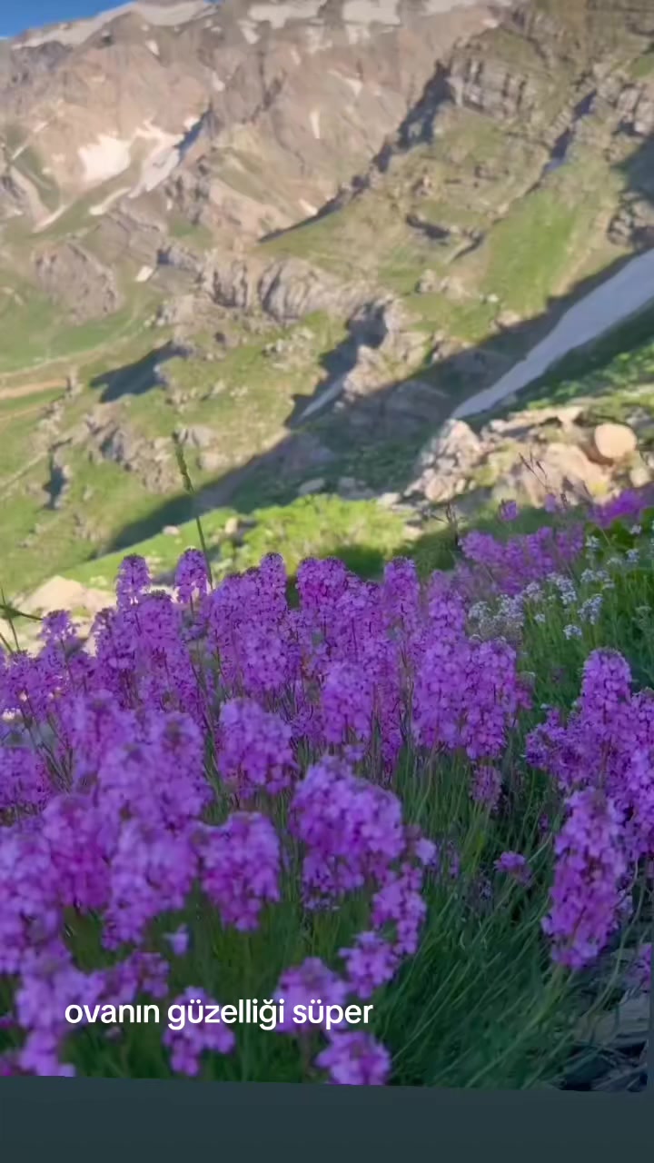 @fidansamet68