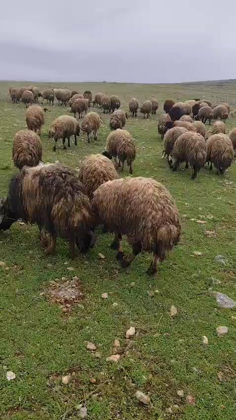 @Haci Altun270