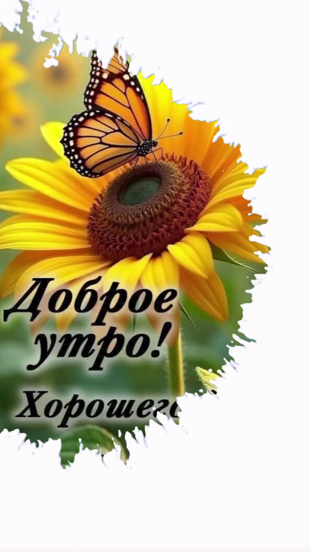 @olga