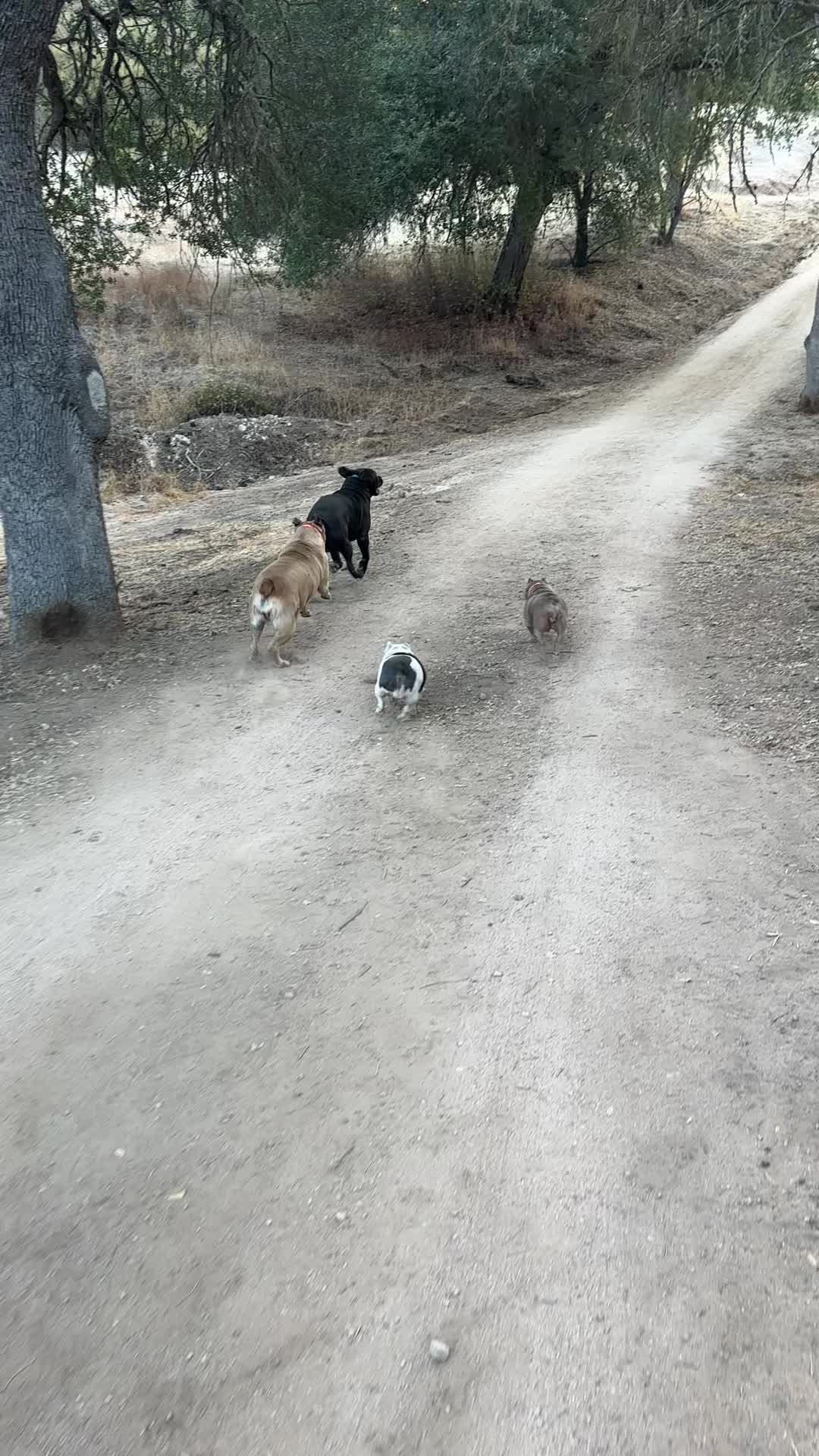@Bigfoot Boerboels