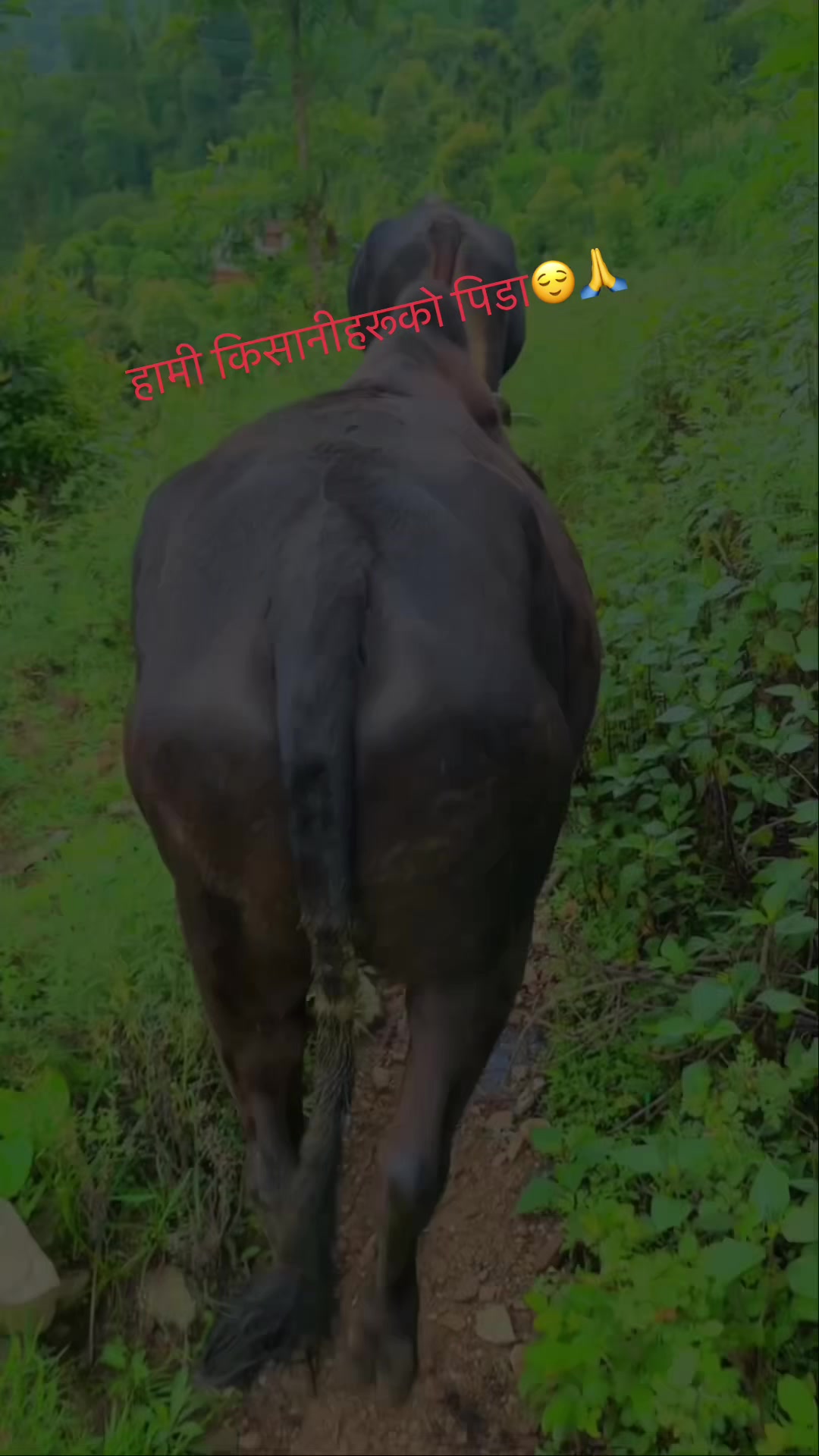 @Suresh puri 