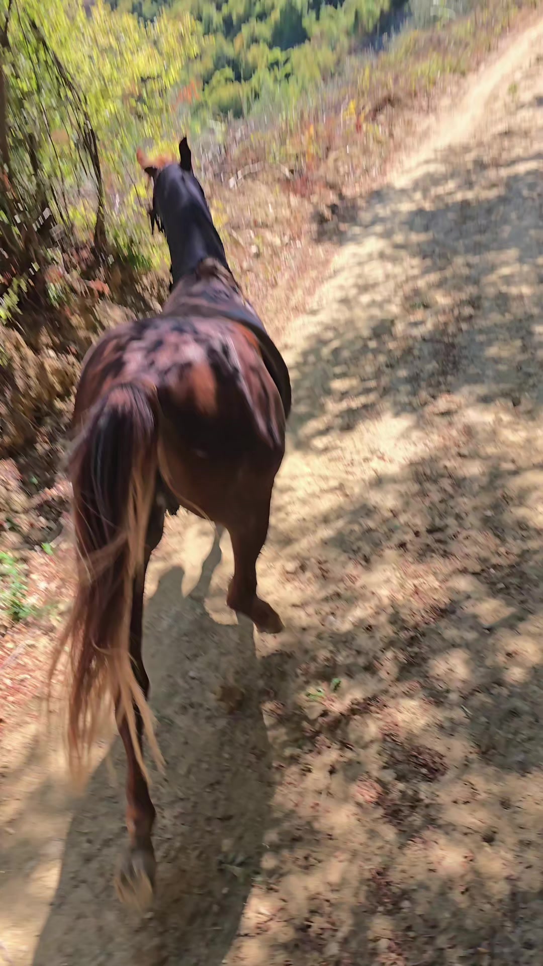 @Horse Training Center Albania