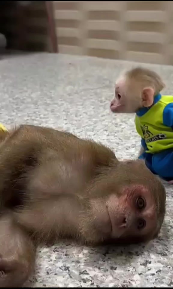 @Asian Macaques