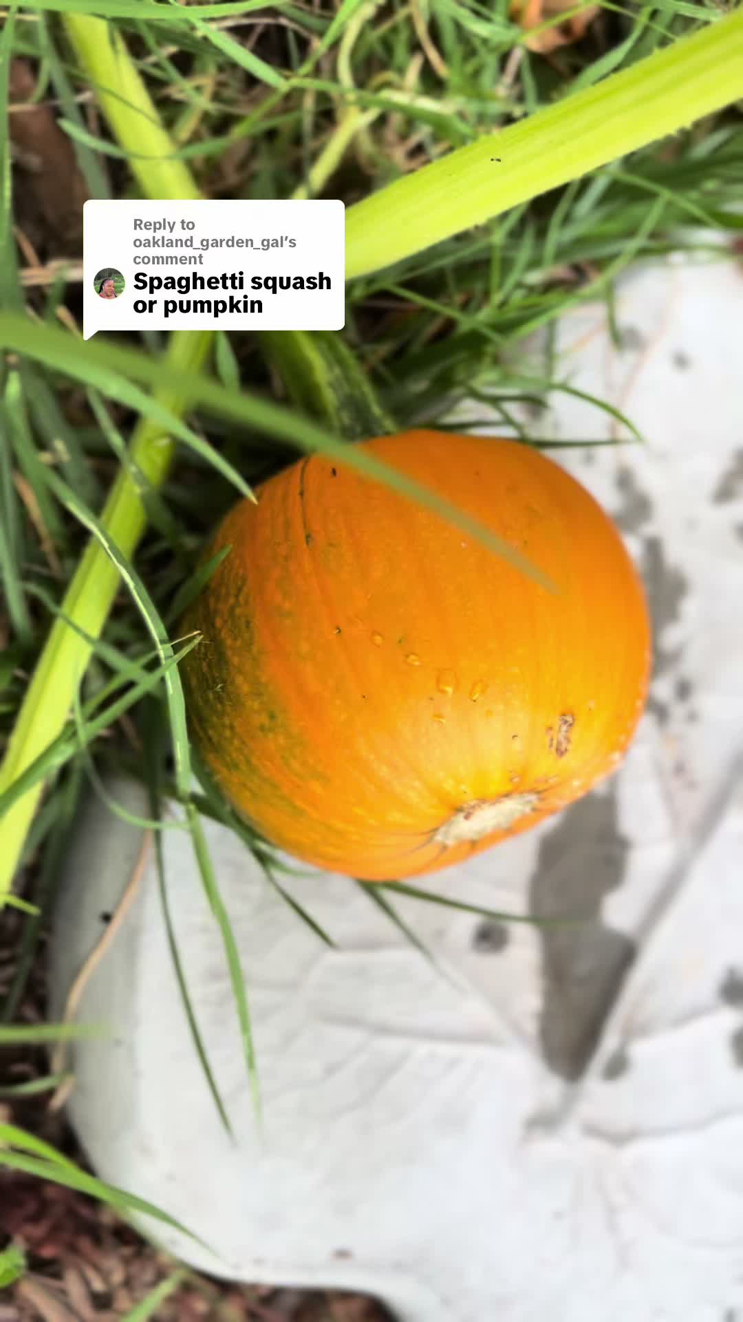 @greengirlgardens