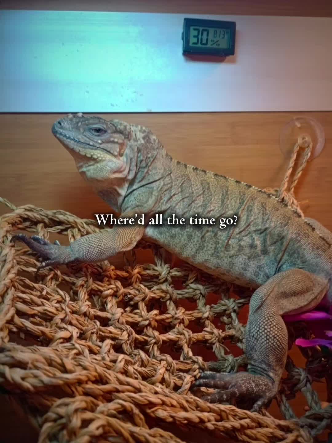 @Roxi