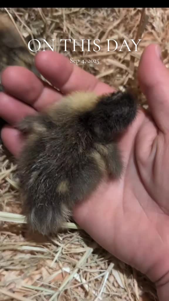 @Mother Duckers Homestead