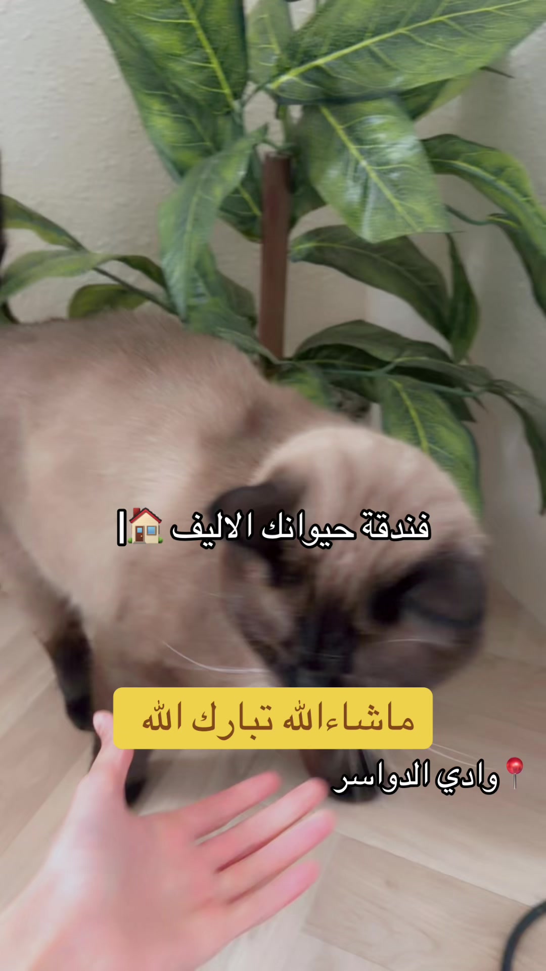 @فندقة وادي الدواسر | طيور وقطط