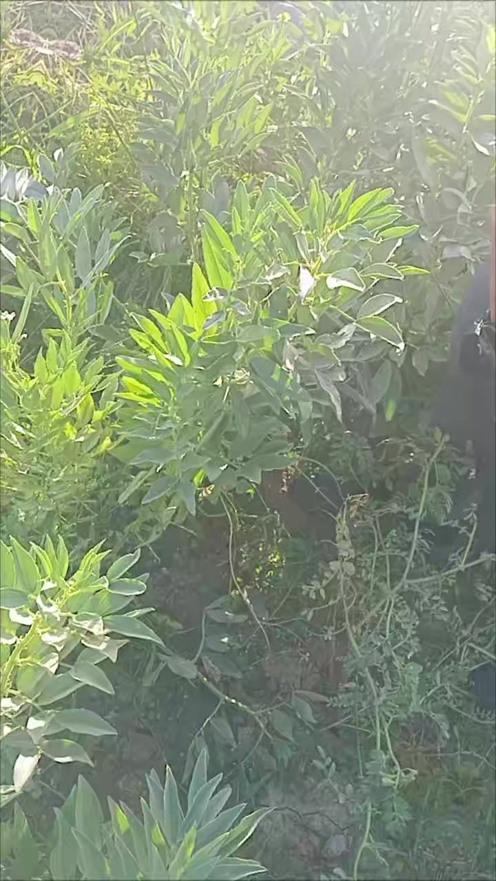 @Songül.ilkay33