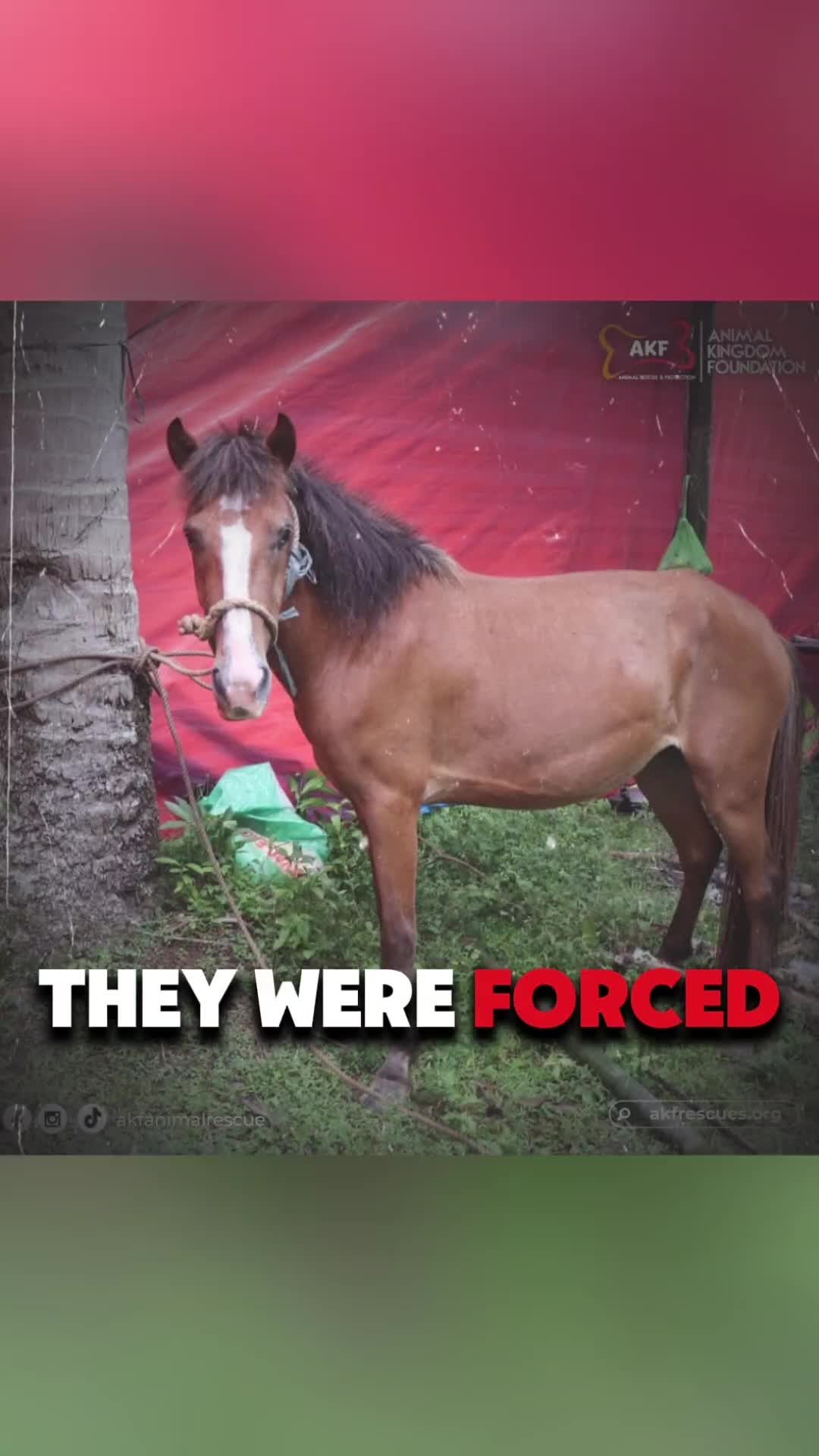 @AnimalKingdomFoundation