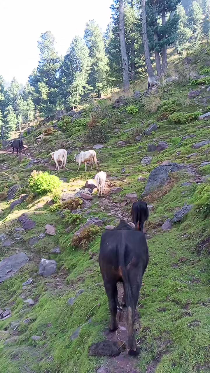 @@SAMEER:KASHMiri, ❣️🅰️🤲