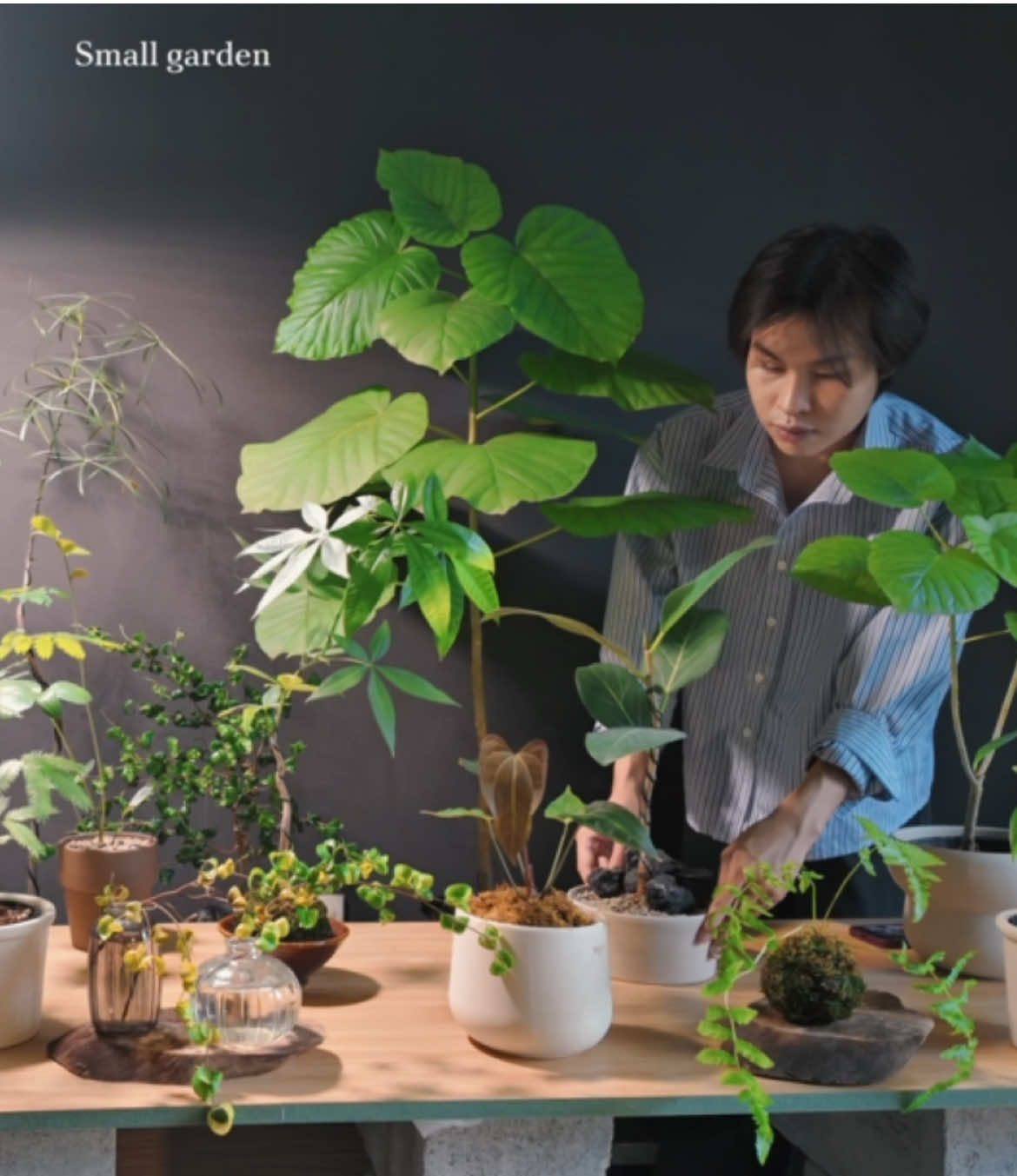 @Bảo tàng lá