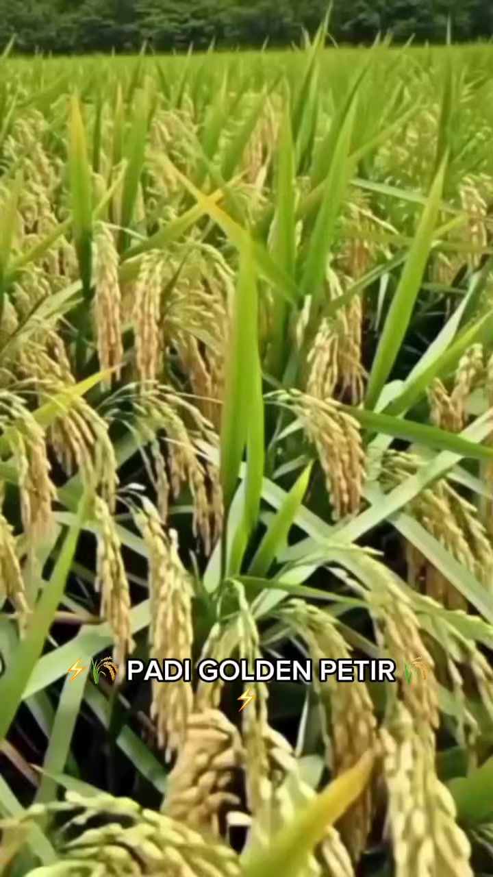 @PT. BHD INDONESIA