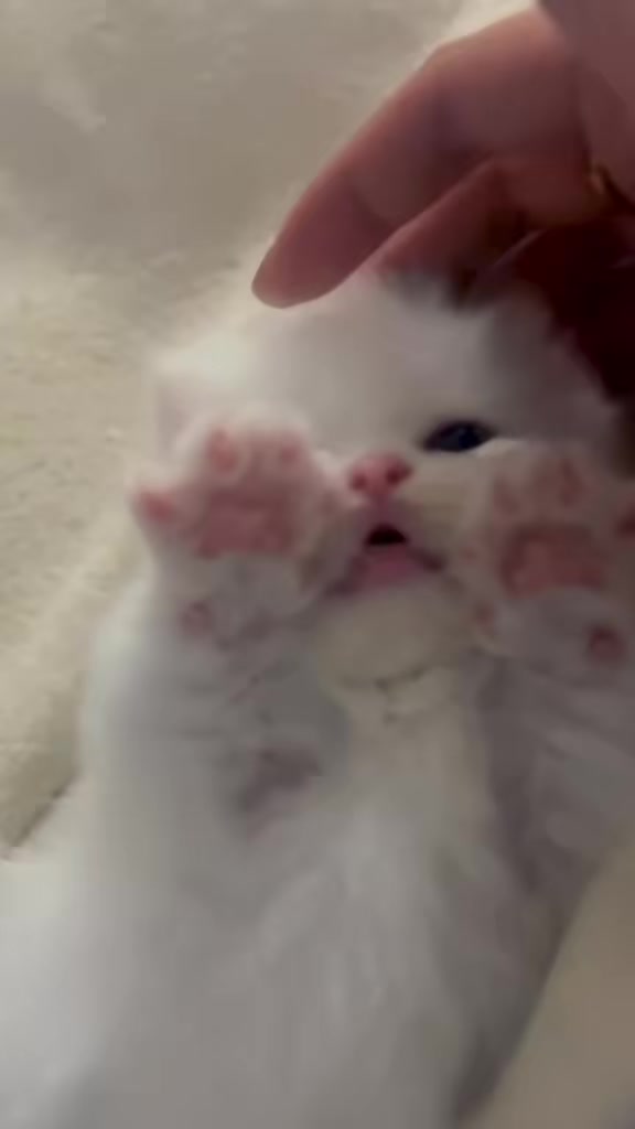 @catbosssss
