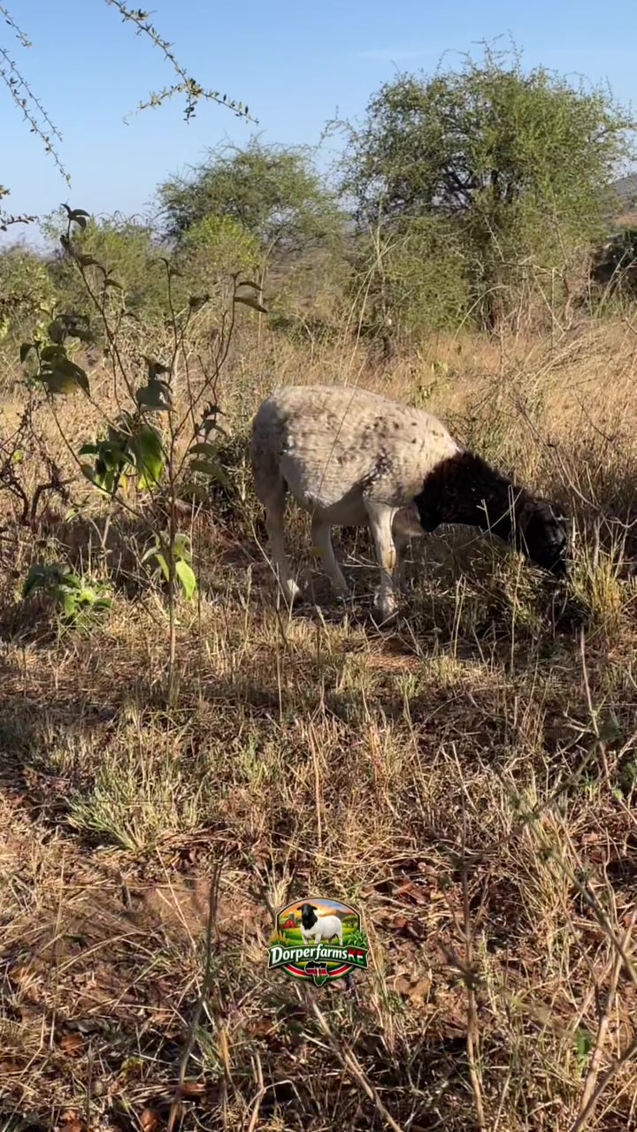 @DorperfarmsKE🇰🇪