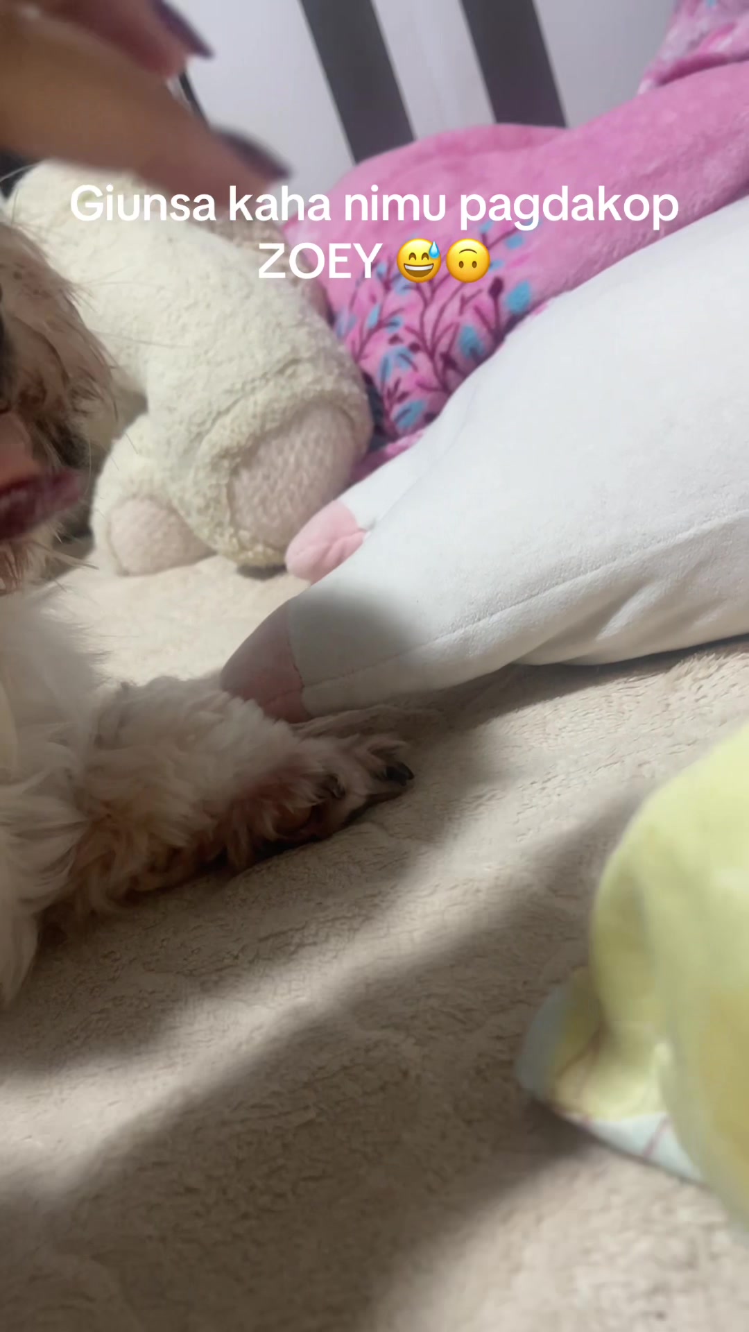 @Zoey&Zoomy&Zoya🥰🐶🐱🐶🐾🦴