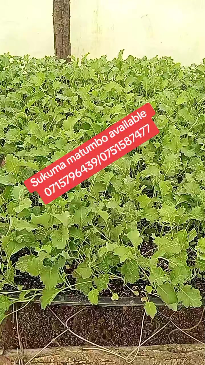 @wambuku thefarm empress