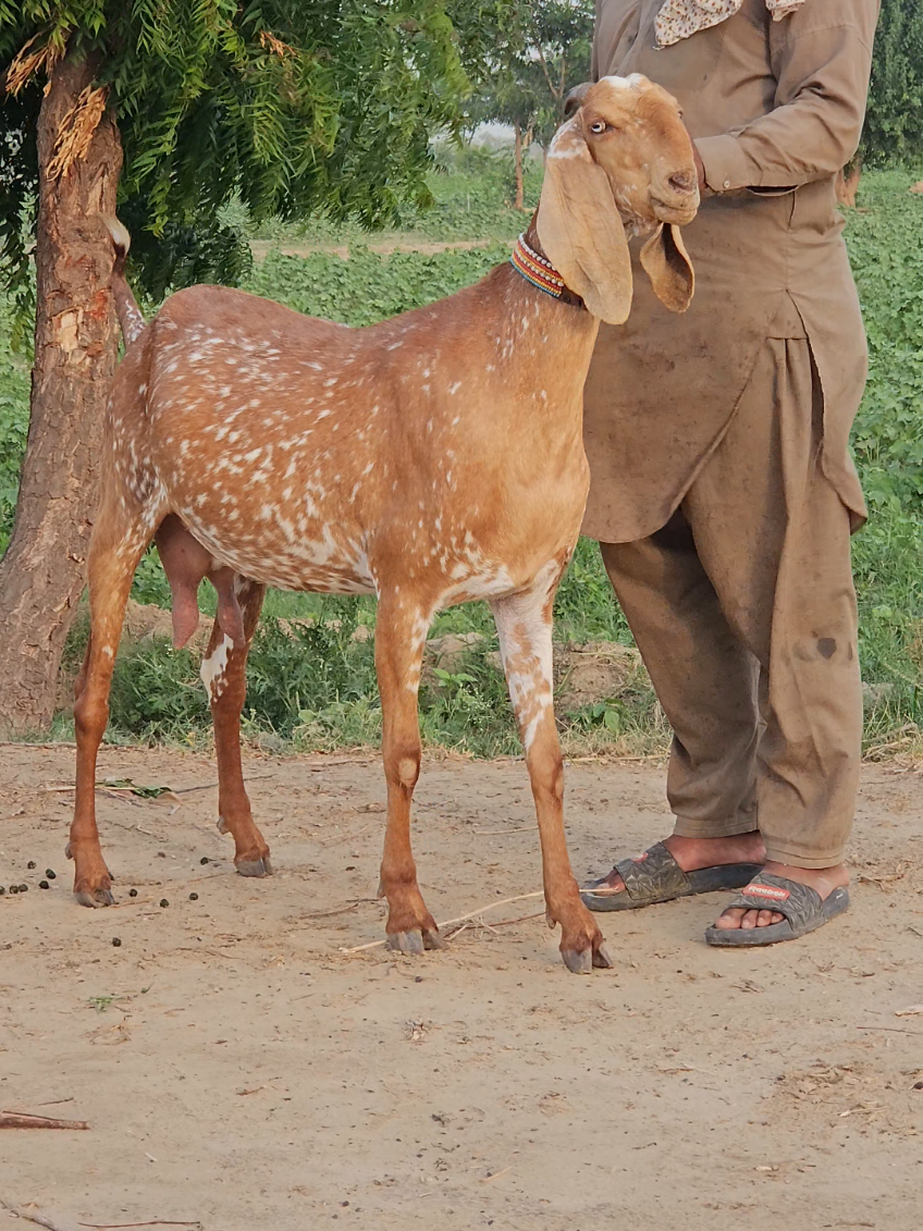 @《SIDHU}{GOAT}{FARM》