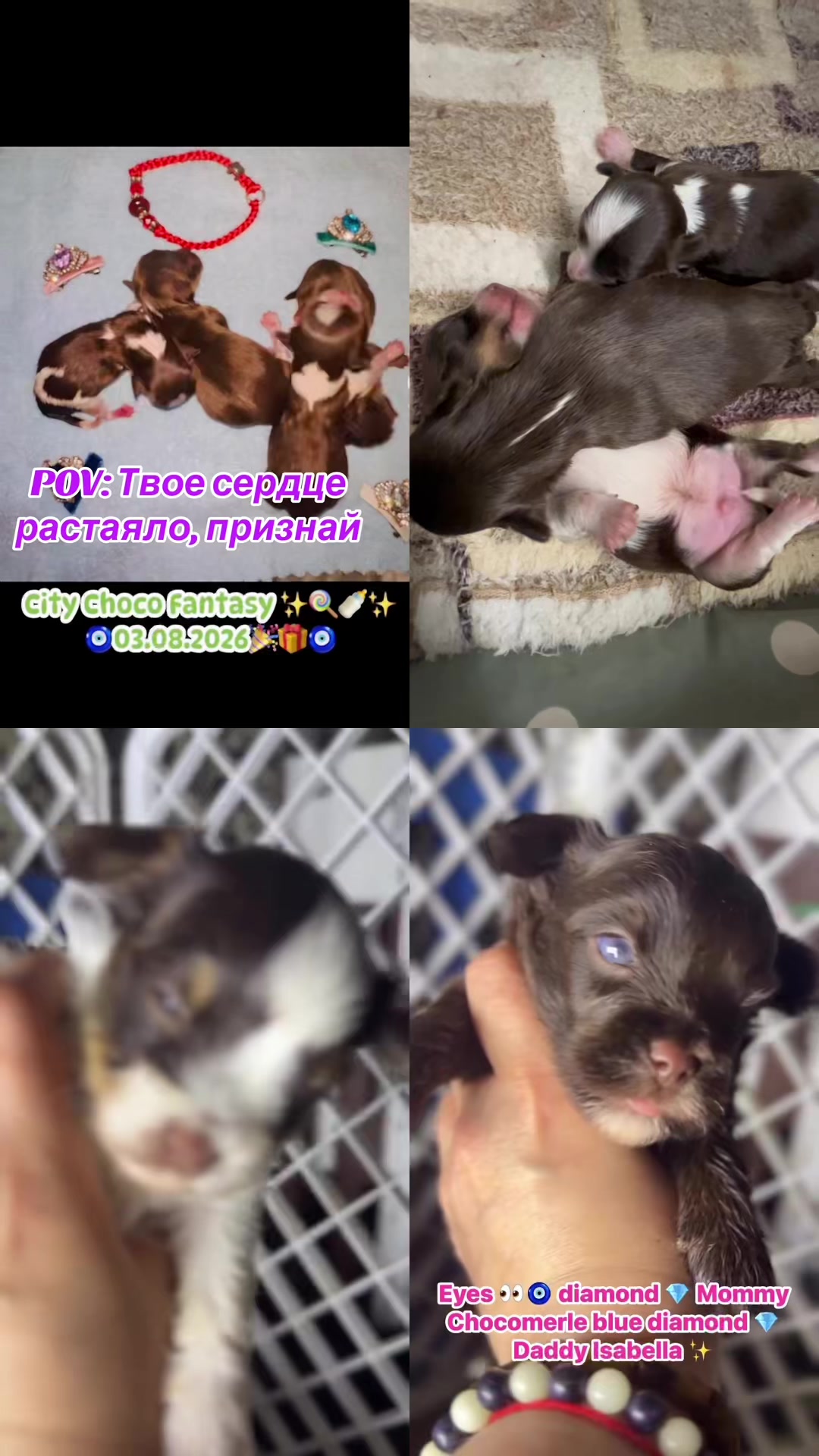@Yorkie Maltipoo ShihTzu Teddy