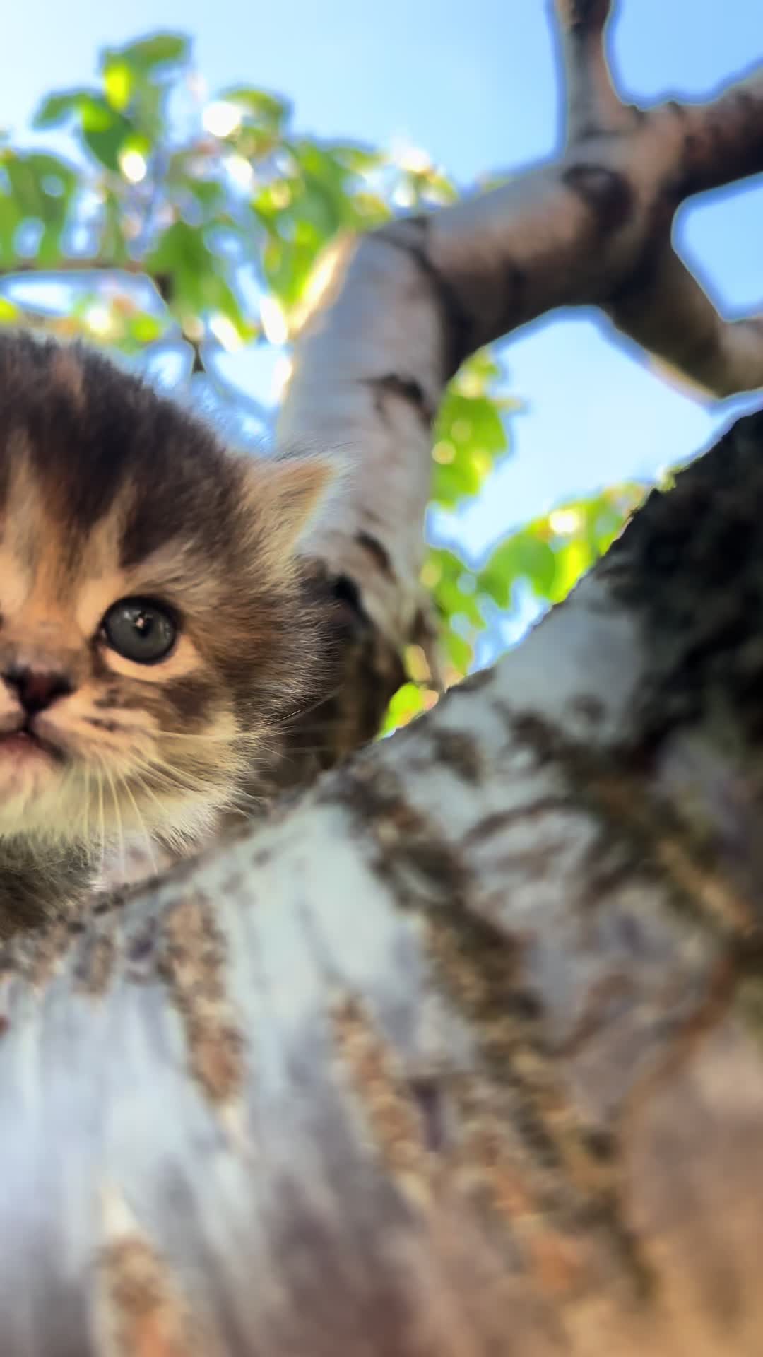 @cat.sheri.kittens