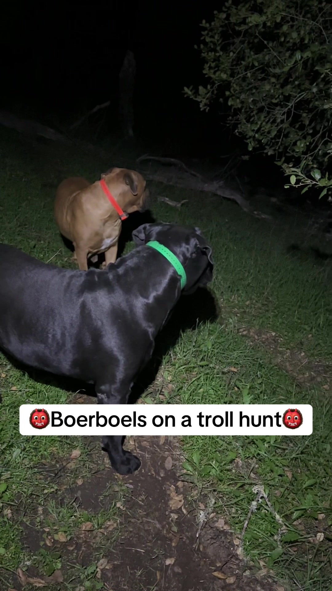 @Bigfoot Boerboels
